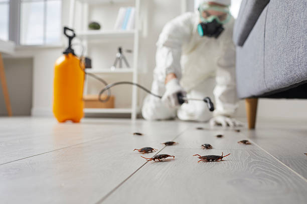 Affordable Termite Control solutions in Stockton, CA